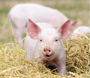 INV274 en kanditat för ett vaccin mot Strep suis infektioner på gris