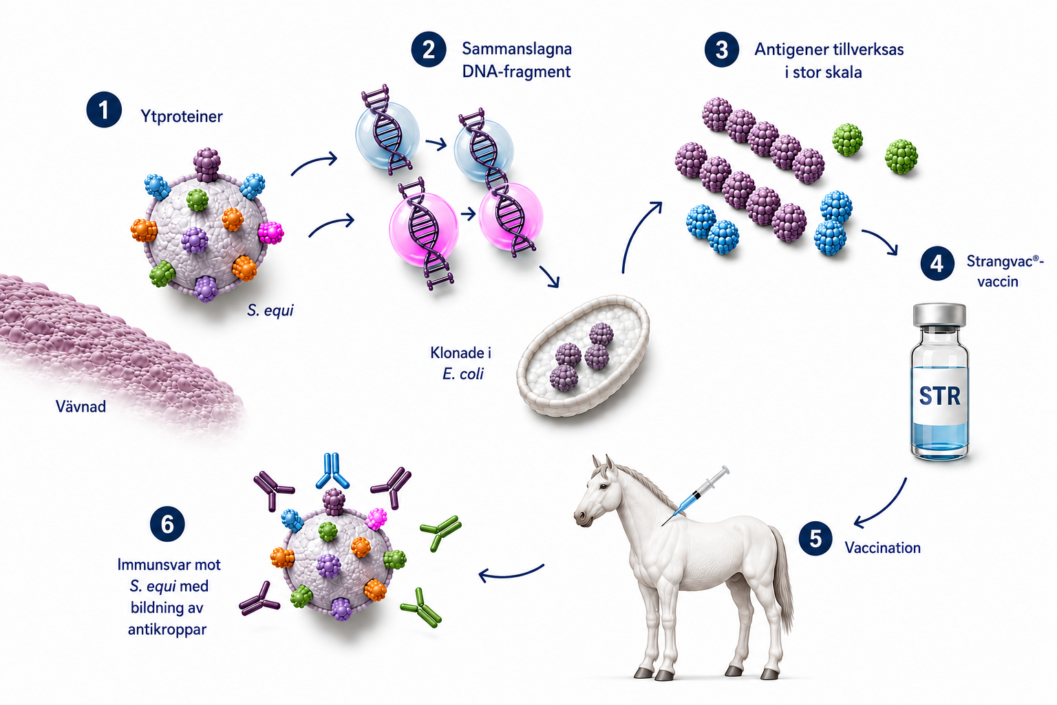 Hur vaccination fungerar ny ny Schematisk illustration av Intervaccs teknikplattform