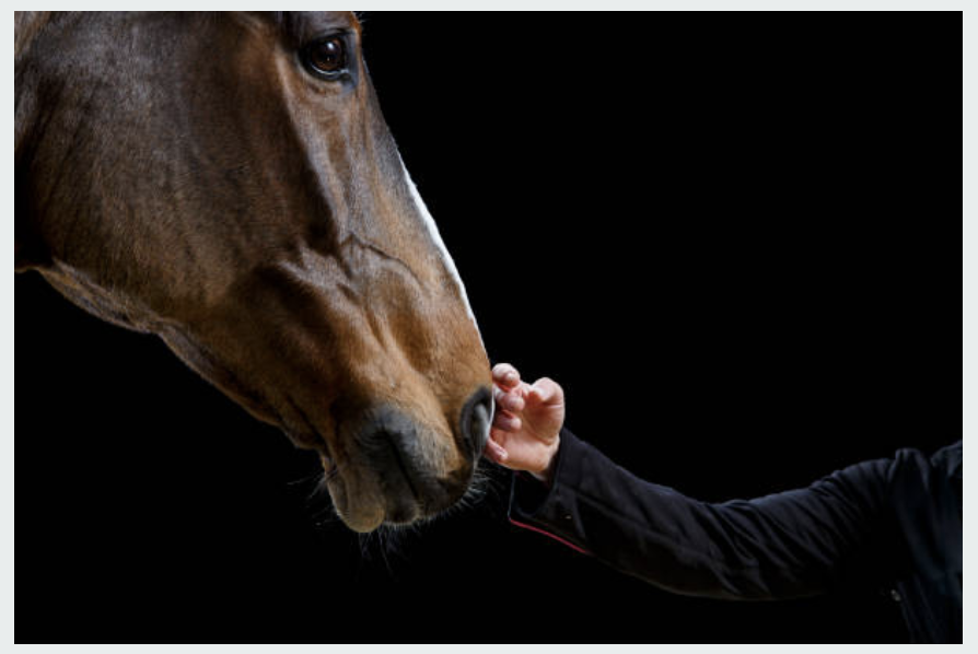 Equine Specialist Program Step-1 Held by Intervacc on 17/10
