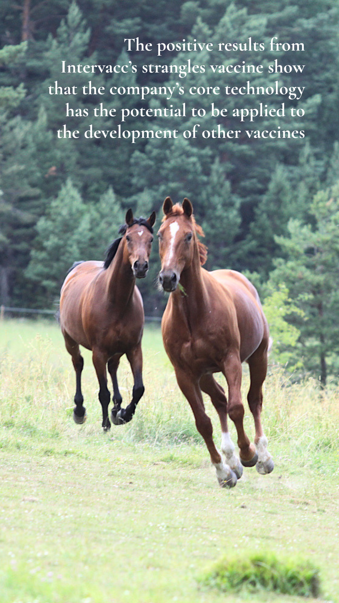 DEPOSI~1 Two horses running in a paddock, caption: The positive results from Intervacc's strangles vaccine show that the company's core technology has the potential to be applied to the development of other vaccines as well
