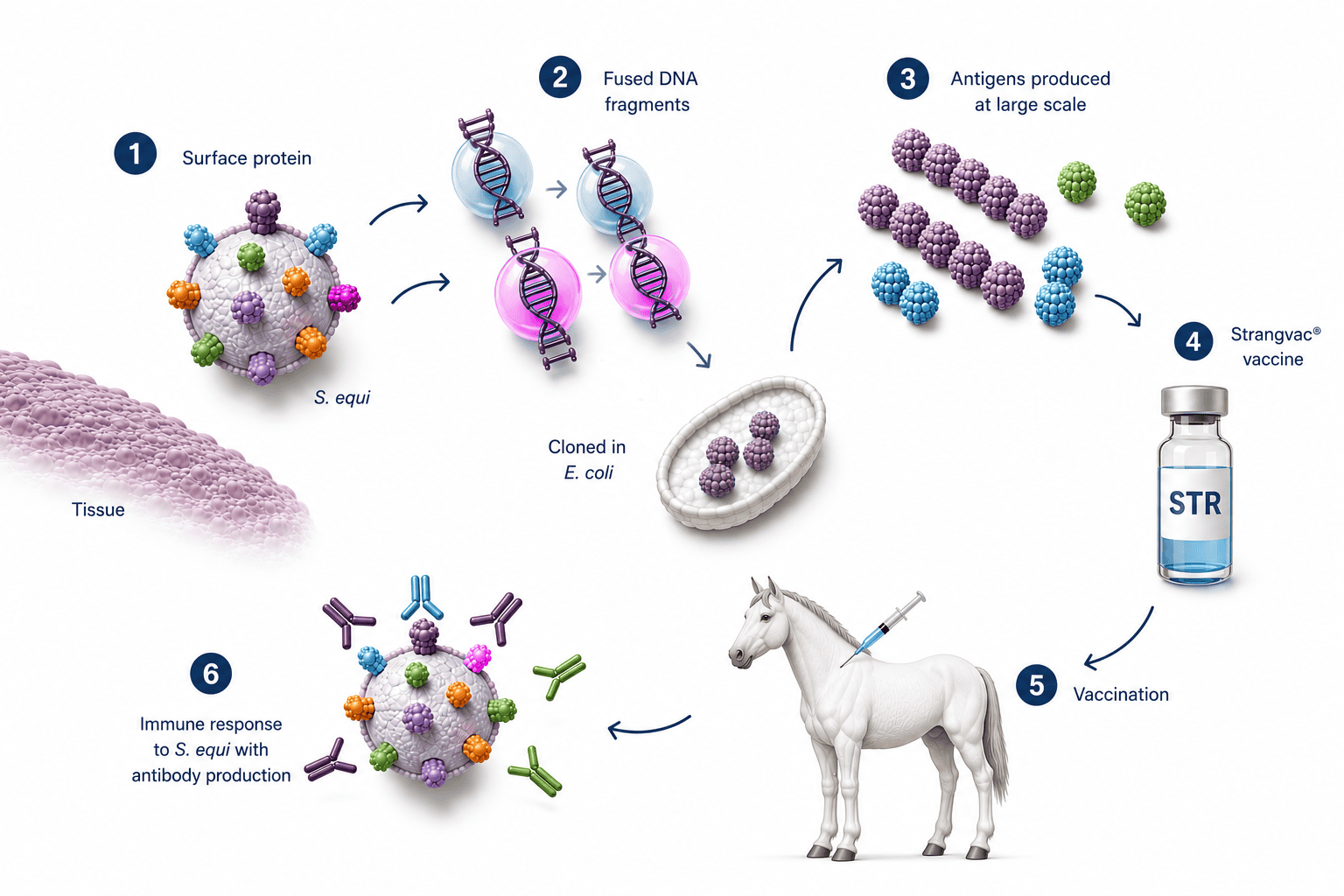 How the vaccine works Eng Schematic illustration of Intervacc's technology platform