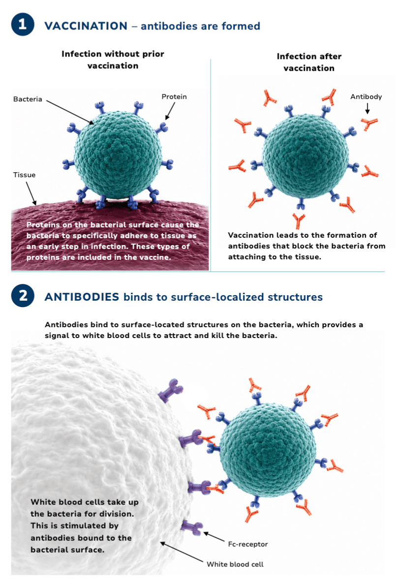 Technology An illustration of how the vaccine works