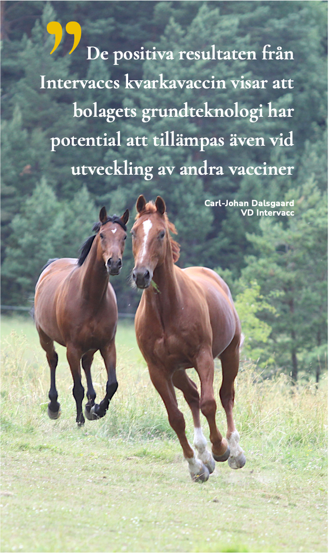 Text o Russ o Tarre 2 Två hästar som springer i en hage, bildtext De positiva resultaten från Intervaccs kvarkavaccin visar att bolagets grundteknologi har potential att tillämpas även vid utveckling av andra vacciner